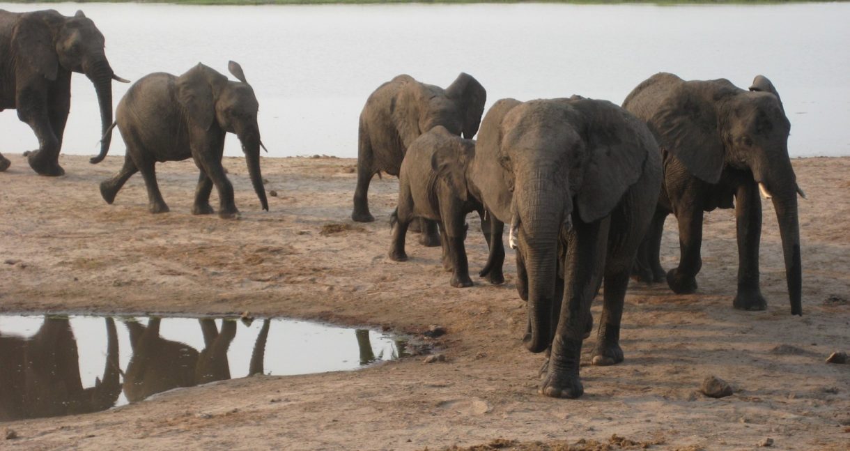 Ya sabemos por qué morían los elefantes de Botswana: el agua estaba contaminada