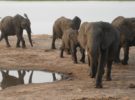 Ya sabemos por qué morían los elefantes de Botswana: el agua estaba contaminada