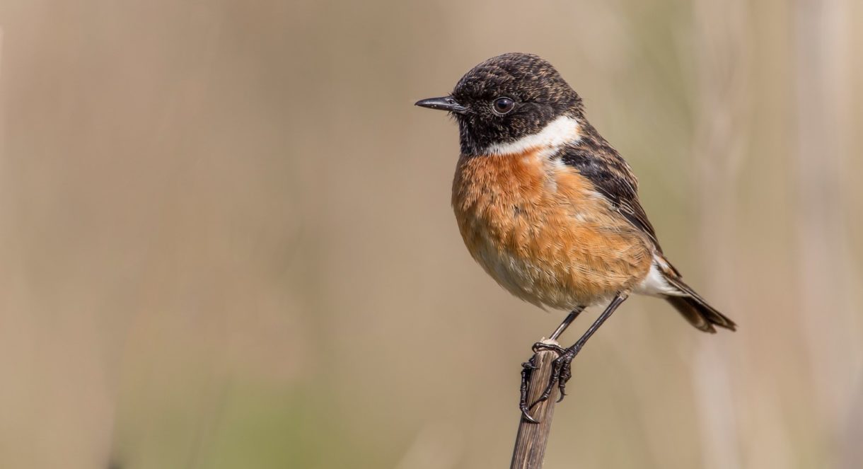 ¿Es bueno y seguro que un pájaro vuele fuera de su jaula?