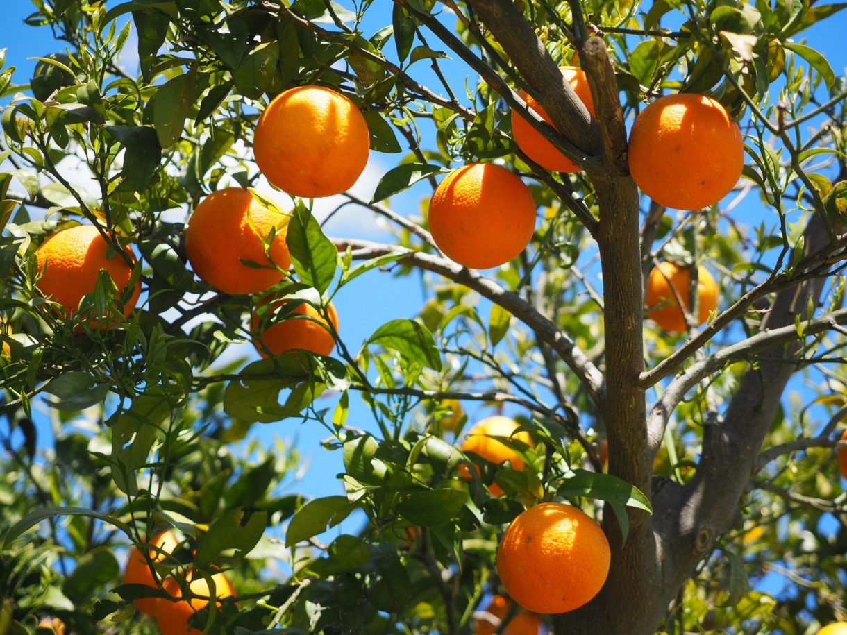 Otoño, época de plantar frutales