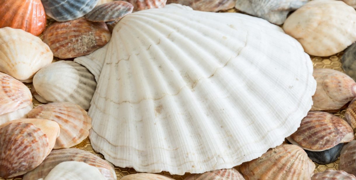 Por qué llevarse conchas de las playas podría tener efectos negativos