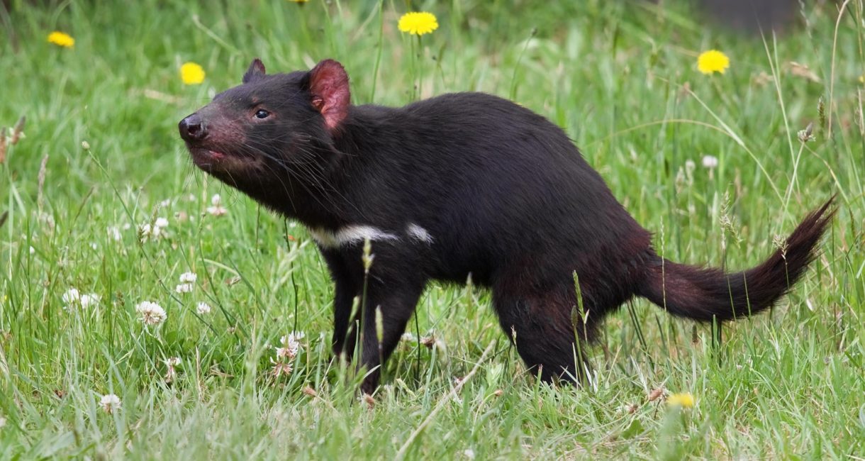 El demonio de Tasmania tiene cada vez más presencia en Australia