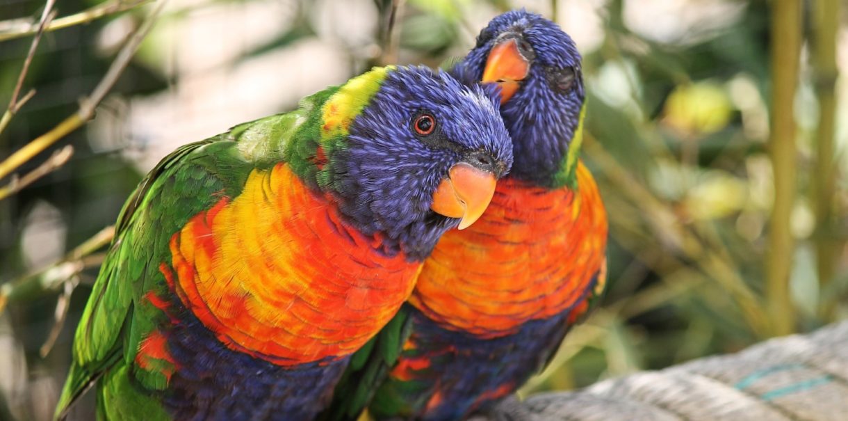 Estos loros han sido aislados porque insultaban a los turistas