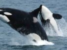 Según un experto, las orcas podrían estar golpeando veleros porque las hirieron previamente