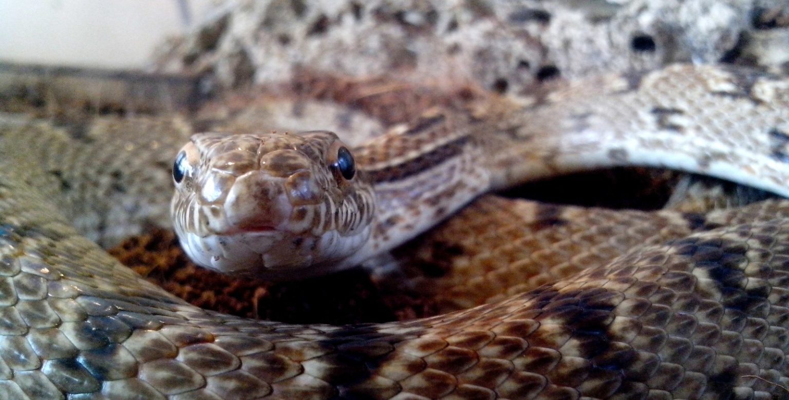 Serpientes qué diferencias hay entre boas y pitones