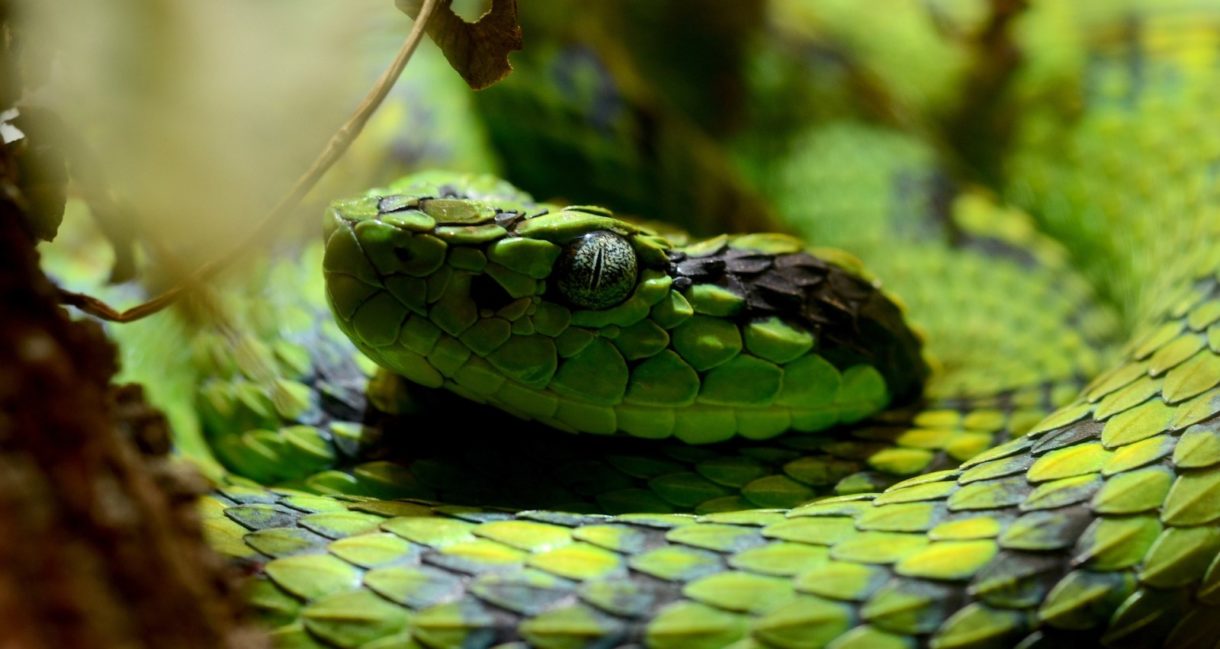 Serpientes qué diferencias hay entre boas y pitones