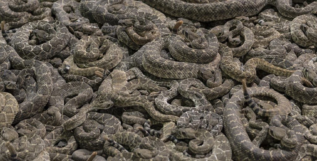 Serpientes qué diferencias hay entre boas y pitones