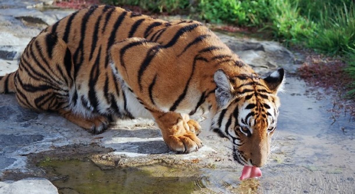 ¿Por qué el tigre de Amoy está en peligro de extinción?