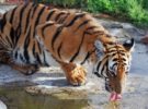 ¿Por qué el tigre de Amoy está en peligro de extinción?