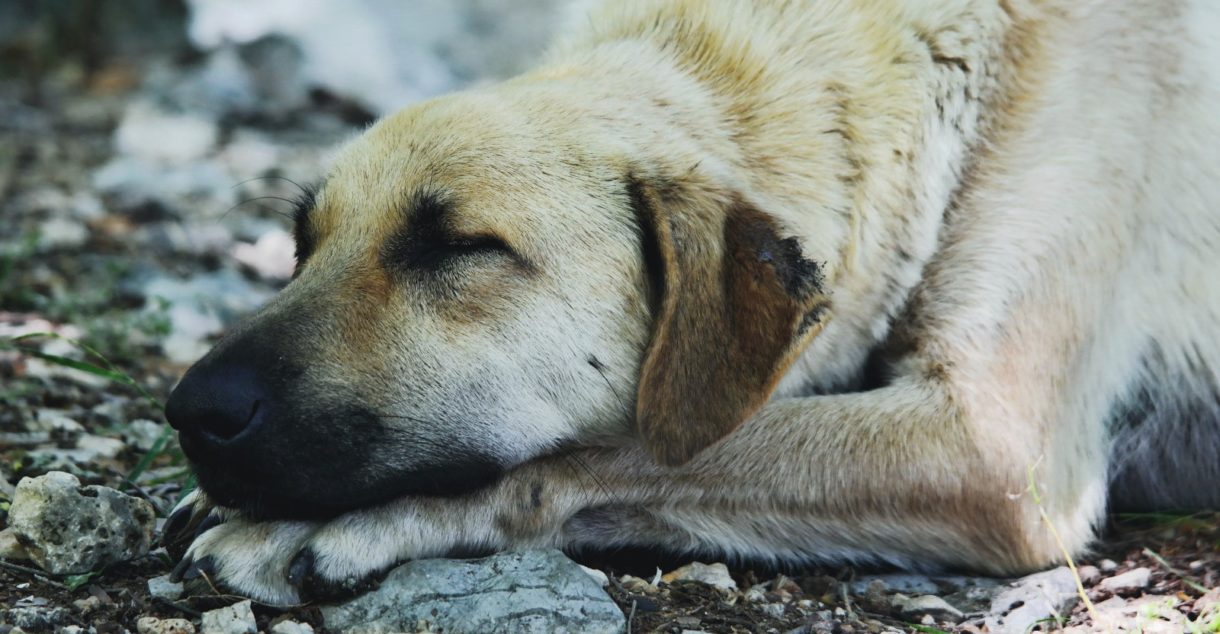 Esos animales que apenas duermen