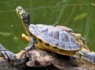 La tortuga de Florida, un animal que ya no podemos tener como mascota