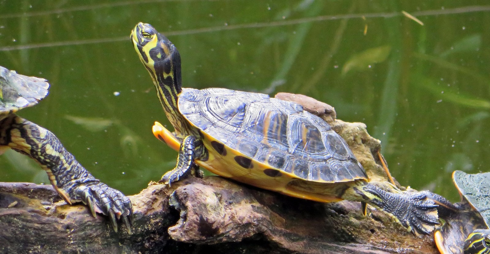 La tortuga de Florida ya no se puede tener como mascota