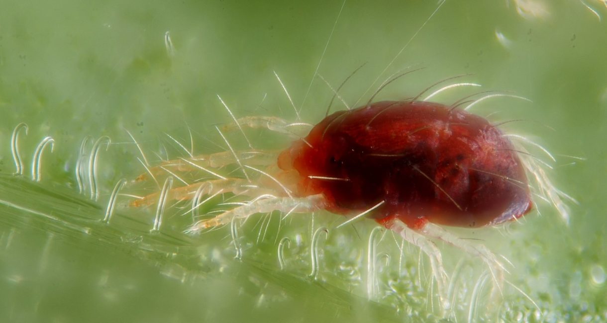 El hábitat de la araña roja está afectando a la agricultura