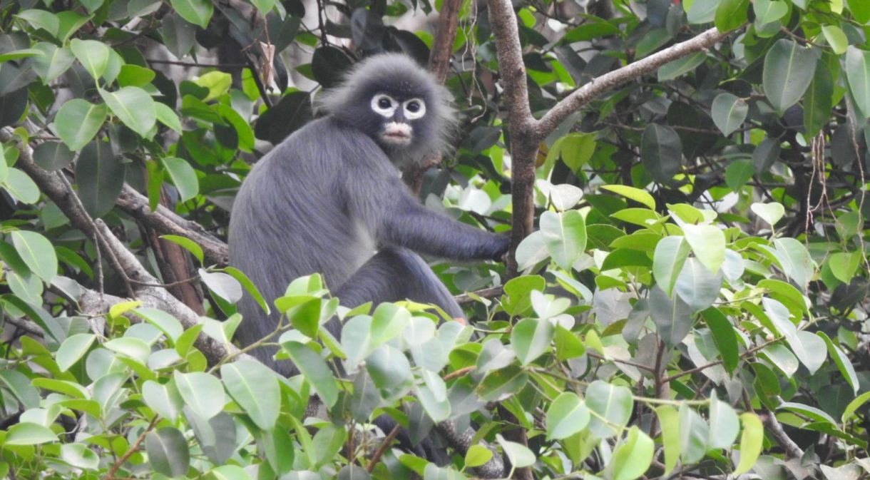 El Popa langur es un primate completamente nuevo, pero ya está en peligro de extinción