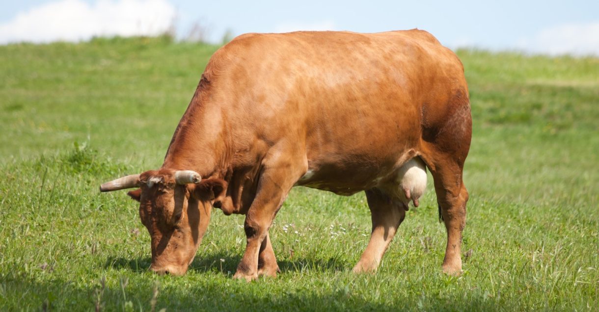 Tristeza bovina, el grupo de enfermedades que afectan al ganado