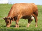 Tristeza bovina, el grupo de enfermedades que afectan al ganado
