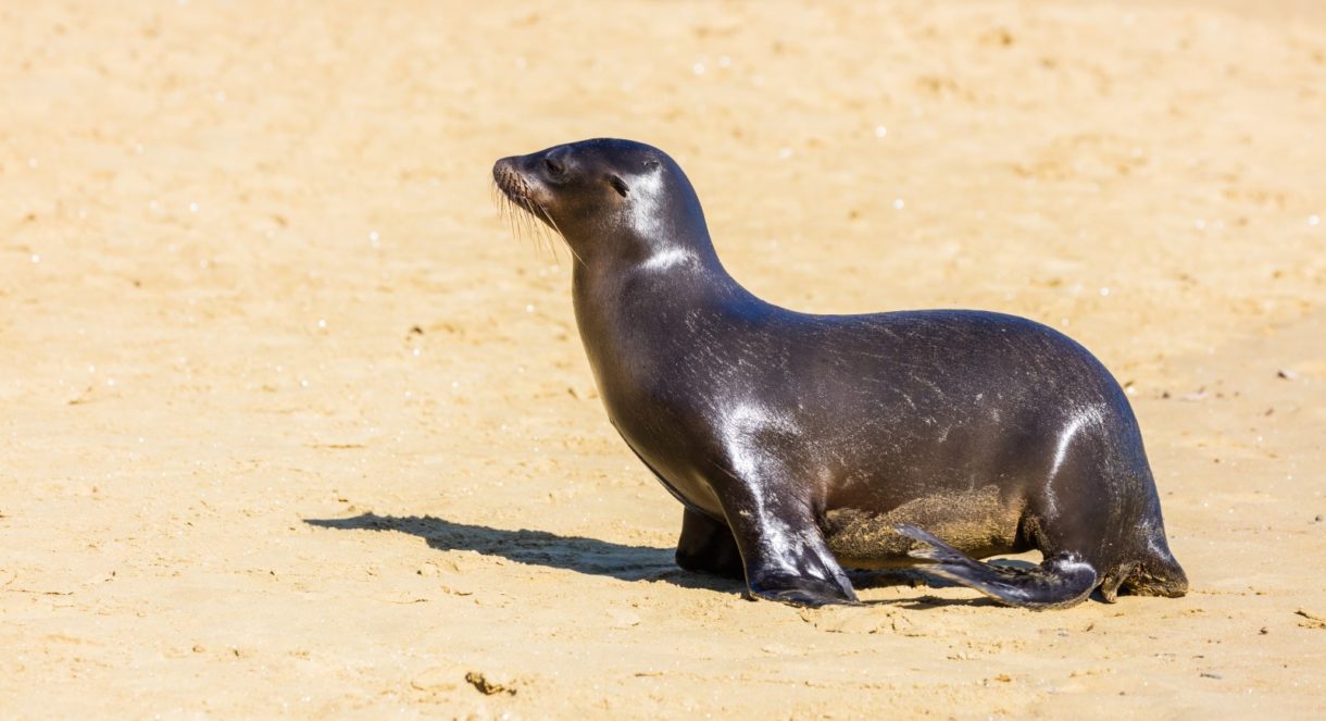 En Galicia ya se han rescatado los primeros ejemplares de lobo marino