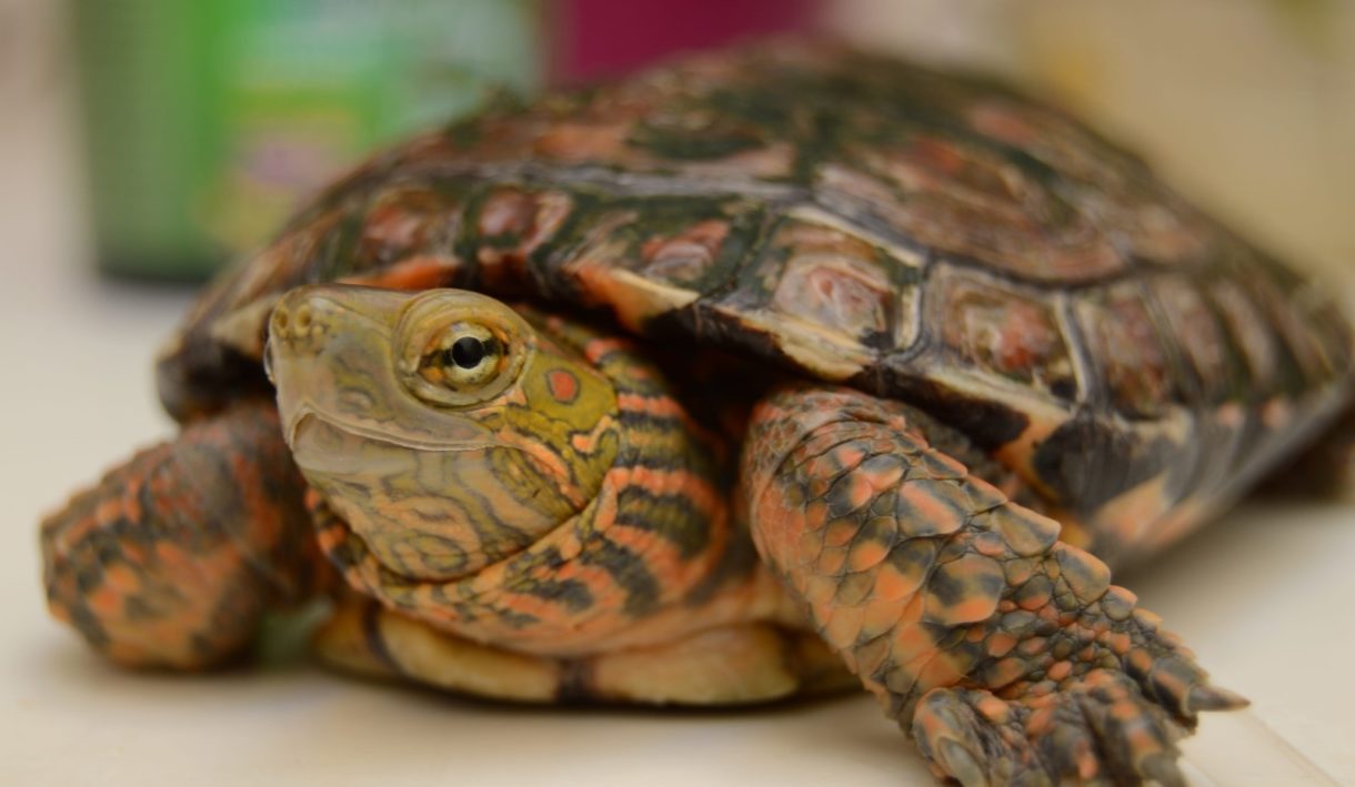 La tortuga más amenazada del planeta tiene esperanza: encuentran un nuevo ejemplar