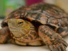 La tortuga más amenazada del planeta tiene esperanza: encuentran un nuevo ejemplar