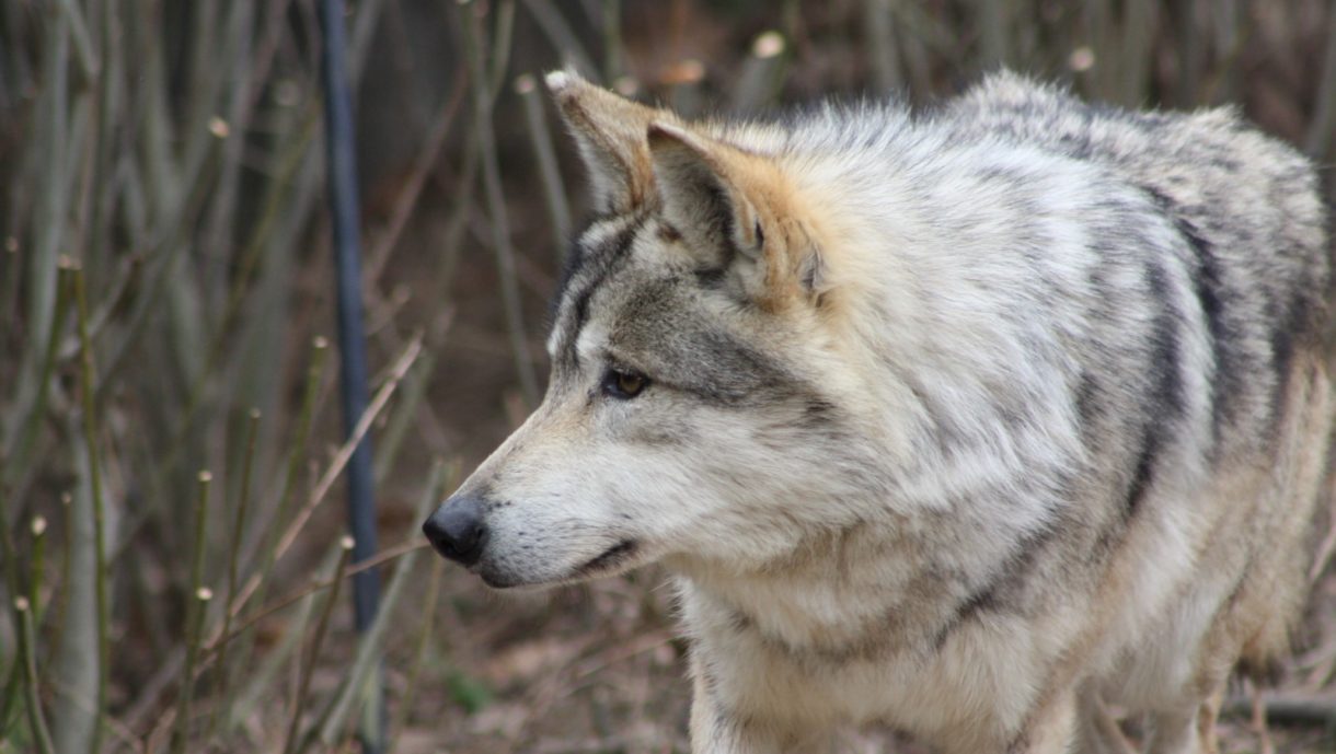 España prohibirá la caza del lobo