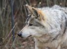 España prohibirá la caza del lobo