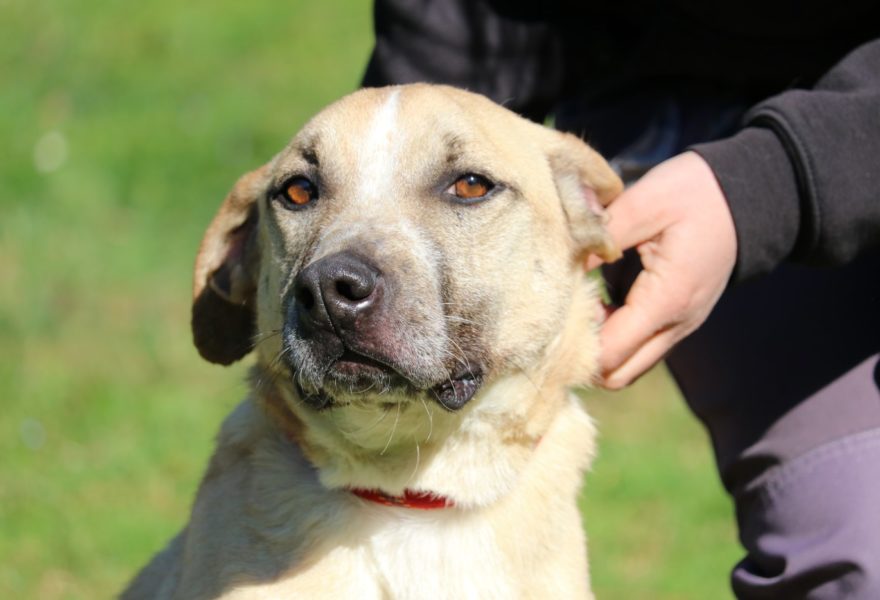 La tranquilidad de asegurar a tu fiel compañero: 5+1 ventajas de los seguros para perros
