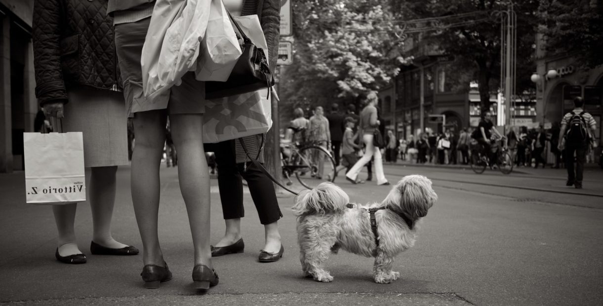 Huesca multa a los dueños de perros que no limpien sus necesidades