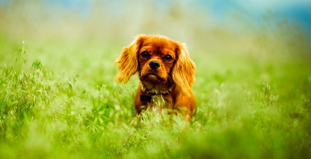 Protege a tu mascota con los mejores productos