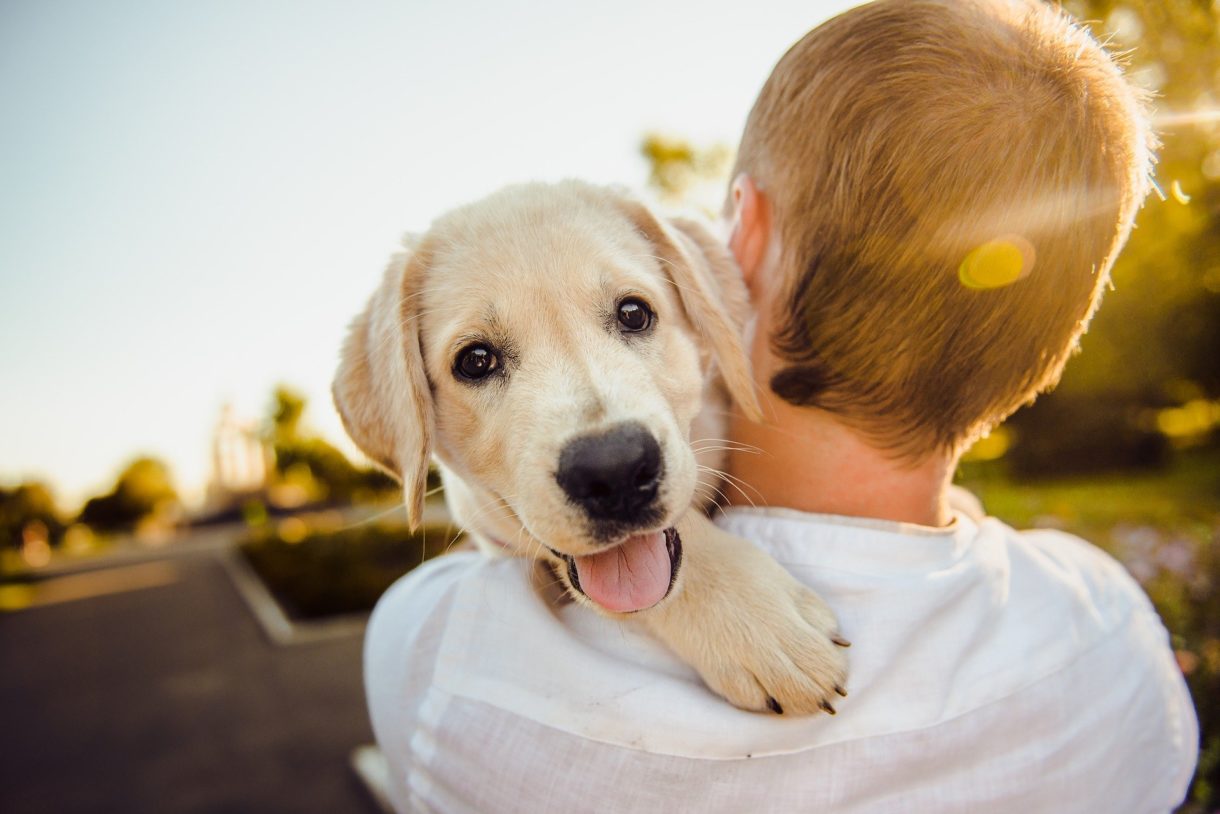 Cuida de tu perro: enfermedades comunes y tiendas para comprar todo lo que necesita