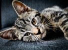 Acaba con los parásitos: los mejores antiparasitarios para gatos