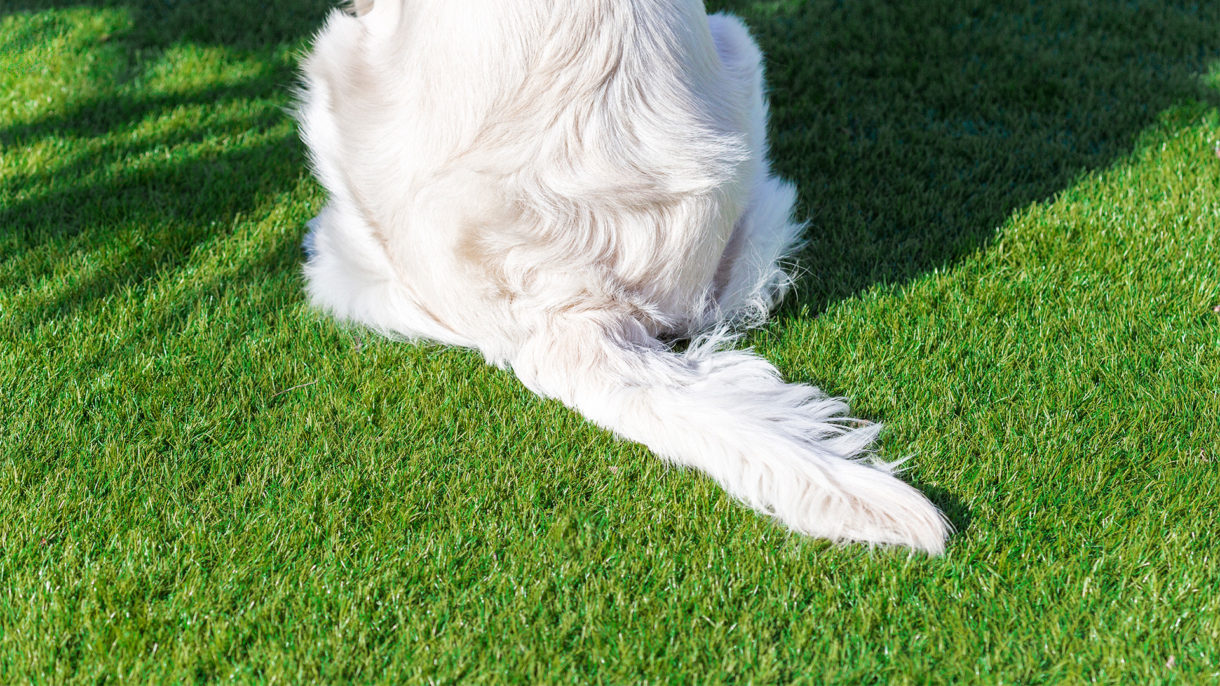 Césped artificial, la mejor opción para jardines con mascotas