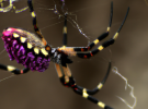 Una nueva especie de araña descubierta en el oeste de la India