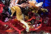 Caballito Mar Rojo