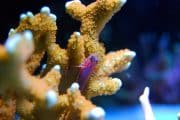 Pez Mar Rojo