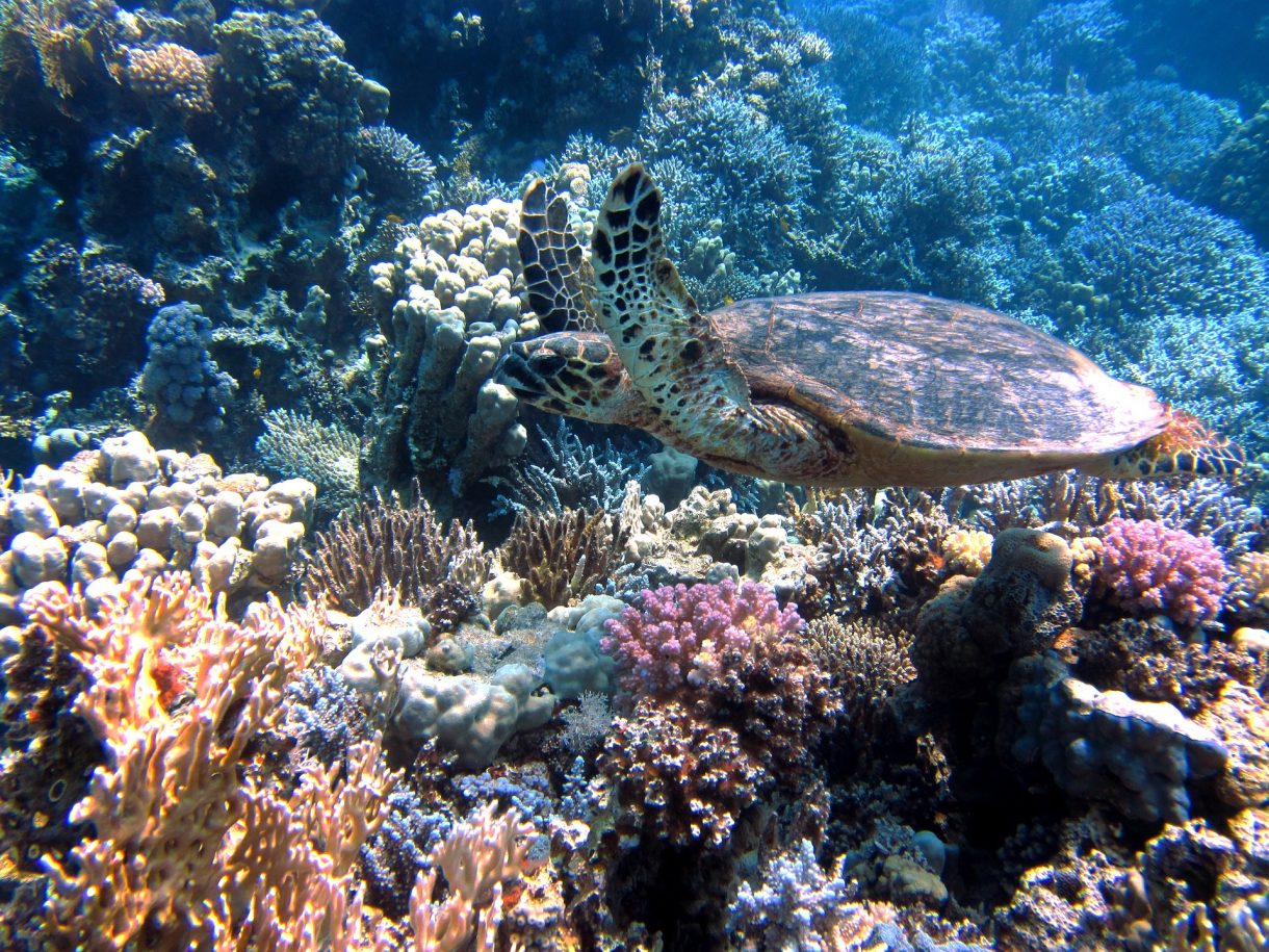 ¿Cómo está cambiando el hábitat de la tortuga marina?