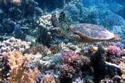 Tortuga Mar Rojo