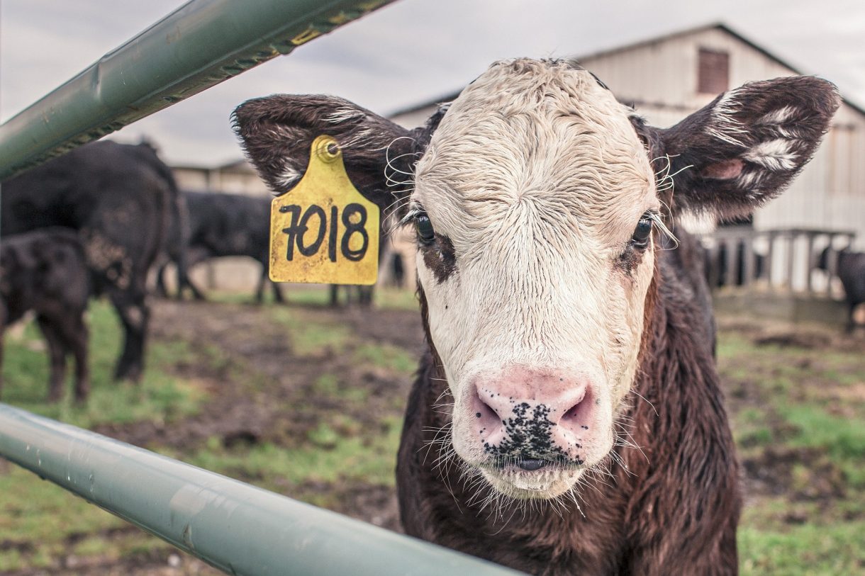 Por qué es importante cercar un espacio rural