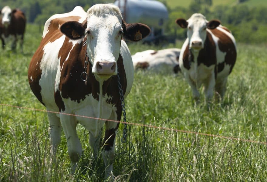 Por qué es importante cercar un espacio rural