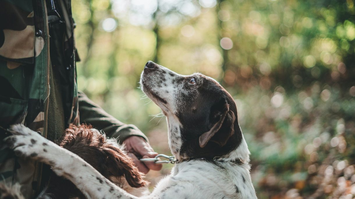 Perros y trufas: estas son las razas perfectas para la búsqueda del oro negro