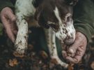 Perros y trufas: estas son las razas perfectas para la búsqueda del oro negro