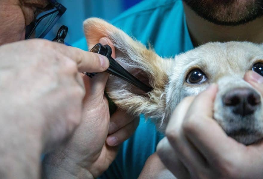 5 áreas en tendencia en veterinaria para mantenerte al día este 2025