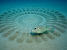 TOP 5 artistas no humanos: cuando la naturaleza crea por instinto