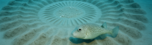 TOP 5 artistas no humanos: cuando la naturaleza crea por instinto