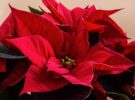 Poinsettia sostenible: guía práctica para conservar la Flor de Pascua en casa y cuidar del planeta