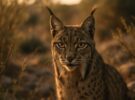 El lince ibérico: el felino más amenazado de Europa que lucha por sobrevivir