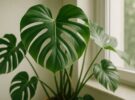 Monstera deliciosa: guía completa para cuidar la planta de las hojas perforadas