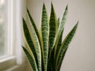 Sansevieria trifasciata: por qué la lengua de suegra es la reina de los descuidos