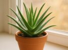 Aloe vera (Aloe barbadensis): cuidados, usos y cómo reproducirla en casa