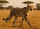 El guepardo, el animal terrestre más rápido del mundo: claves de su velocidad