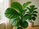 Ficus lyrata: cómo evitar que tu ficus lira pierda las hojas